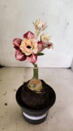 ENXERTO 12458 – 20cm (cor LM 827) - Imagem 2