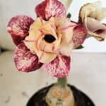 ENXERTO 12458 – 20cm (cor LM 827)