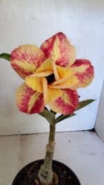 ENXERTO 12459 – 20cm (cor LM 395)