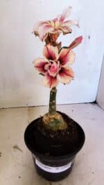 ENXERTO 12460 – 20cm (cor LM 964) - Imagem 2