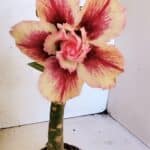 ENXERTO 12460 – 20cm (cor LM 964)