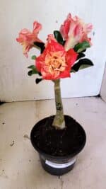 ENXERTO 12461 – 20cm (cor LM 582) - Imagem 2