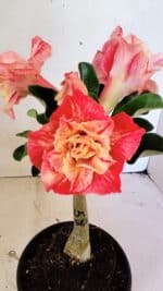 ENXERTO 12461 – 20cm (cor LM 582)