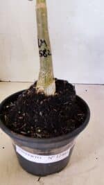 ENXERTO 12461 – 20cm (cor LM 582) - Imagem 8