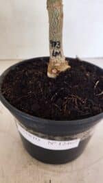 ENXERTO 12462 – 25cm (cor LM 973) - Imagem 6