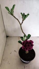 ENXERTO 12462 – 25cm (cor LM 973) - Imagem 5