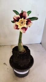 ENXERTO 12463 – 20cm (cor LM 827) - Imagem 2