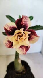 ENXERTO 12463 – 20cm (cor LM 827)