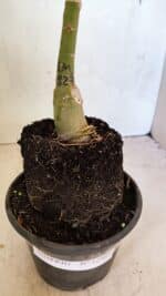 ENXERTO 12463 – 20cm (cor LM 827) - Imagem 7