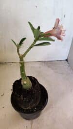 ENXERTO 12463 – 20cm (cor LM 827) - Imagem 5