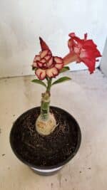 ENXERTO 12464 – 20cm (cor LM 914) - Imagem 2