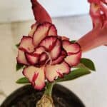 ENXERTO 12464 – 20cm (cor LM 914)