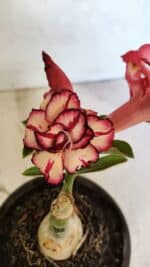 ENXERTO 12464 – 20cm (cor LM 914)