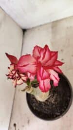 ENXERTO 12464 – 20cm (cor LM 914) - Imagem 5