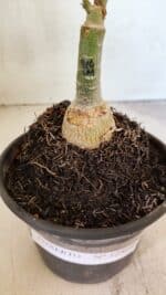 ENXERTO 12464 – 20cm (cor LM 914) - Imagem 6