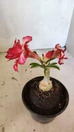 ENXERTO 12464 – 20cm (cor LM 914) - Imagem 4