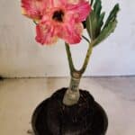 ENXERTO 12465 – 20cm (cor LM 926)