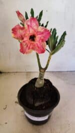 ENXERTO 12465 – 20cm (cor LM 926)