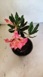 ENXERTO 12465 – 20cm (cor LM 926) - Imagem 4