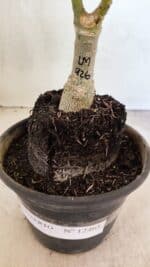 ENXERTO 12465 – 20cm (cor LM 926) - Imagem 7