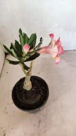 ENXERTO 12465 – 20cm (cor LM 926) - Imagem 6