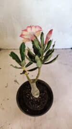 ENXERTO 12465 – 20cm (cor LM 926) - Imagem 5