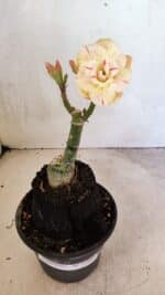 ENXERTO 12466 – 20cm (cor LM 1013) - Imagem 2