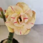 ENXERTO 12466 – 20cm (cor LM 1013)