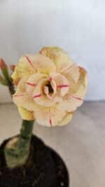 ENXERTO 12466 – 20cm (cor LM 1013)