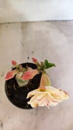 ENXERTO 12466 – 20cm (cor LM 1013) - Imagem 4