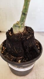 ENXERTO 12466 – 20cm (cor LM 1013) - Imagem 6