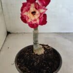 ENXERTO 12467 – 20cm (cor LM 725)