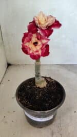 ENXERTO 12467 – 20cm (cor LM 725)