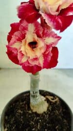 ENXERTO 12467 – 20cm (cor LM 725) - Imagem 3