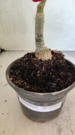 ENXERTO 12467 – 20cm (cor LM 725) - Imagem 5