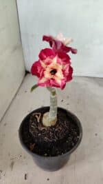 ENXERTO 12467 – 20cm (cor LM 725) - Imagem 4