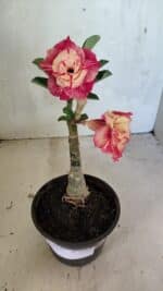 ENXERTO 12468 – 20cm (cor LM 582) - Imagem 2