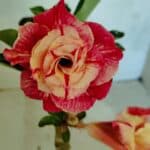 ENXERTO 12468 – 20cm (cor LM 582)