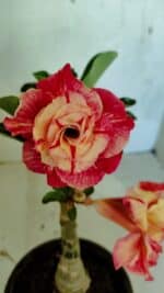 ENXERTO 12468 – 20cm (cor LM 582)