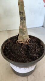 ENXERTO 12468 – 20cm (cor LM 582) - Imagem 7