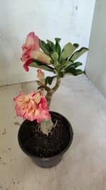 ENXERTO 12468 – 20cm (cor LM 582) - Imagem 6