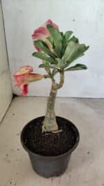 ENXERTO 12468 – 20cm (cor LM 582) - Imagem 5