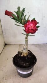 ENXERTO 12470 – 20cm (cor LM 913) - Imagem 2