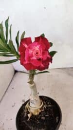 ENXERTO 12470 – 20cm (cor LM 913) - Imagem 5