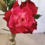 ENXERTO 12470 – 20cm (cor LM 913)