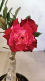 ENXERTO 12470 – 20cm (cor LM 913)