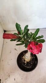 ENXERTO 12470 – 20cm (cor LM 913) - Imagem 10