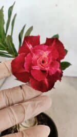 ENXERTO 12470 – 20cm (cor LM 913) - Imagem 3