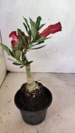 ENXERTO 12470 – 20cm (cor LM 913) - Imagem 7