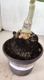 ENXERTO 12470 – 20cm (cor LM 913) - Imagem 6